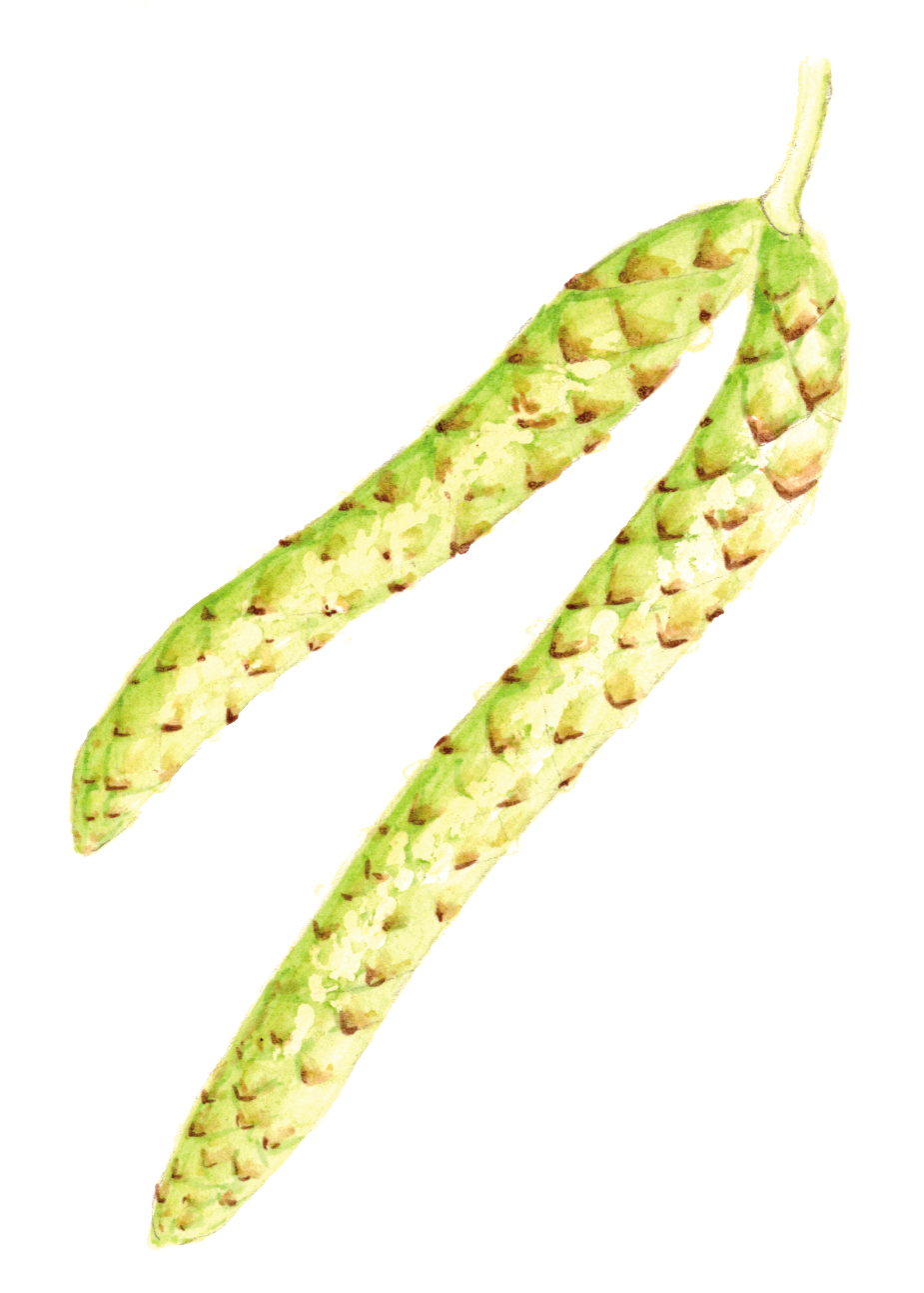 Abedul