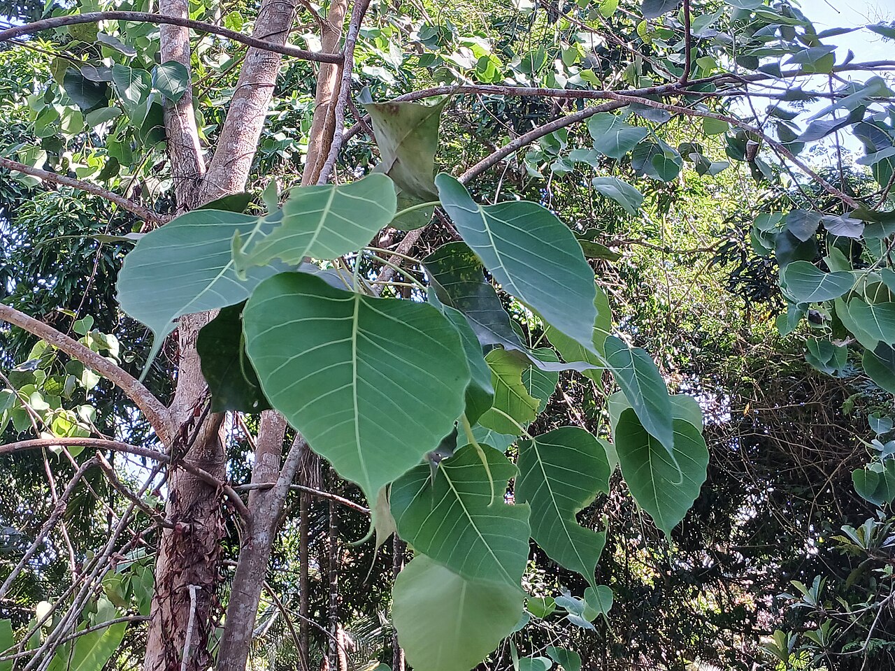 Árbol Bodhi