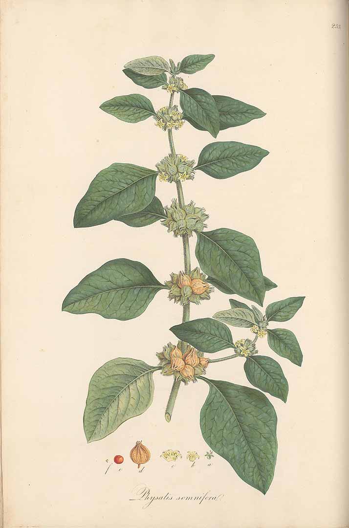 Ashwagandha en Fruto