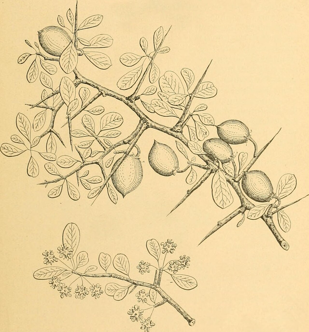 Azufaifo / Jujube