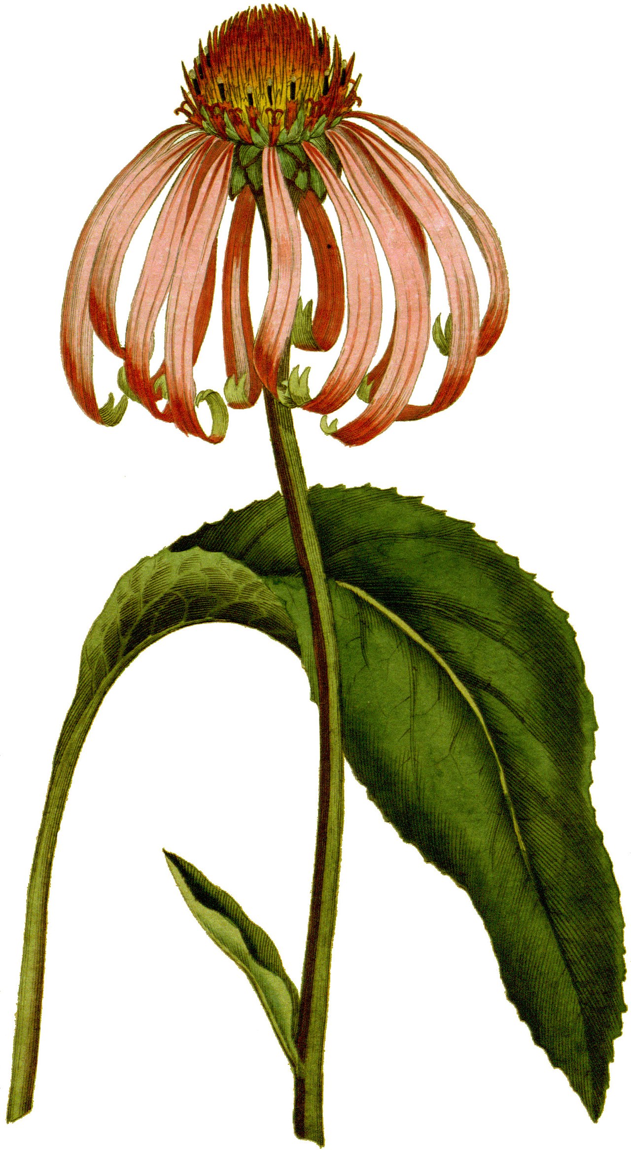 Equinácea