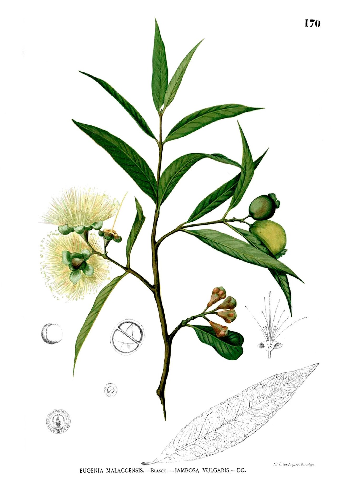 Guayaba / Pomarrosa