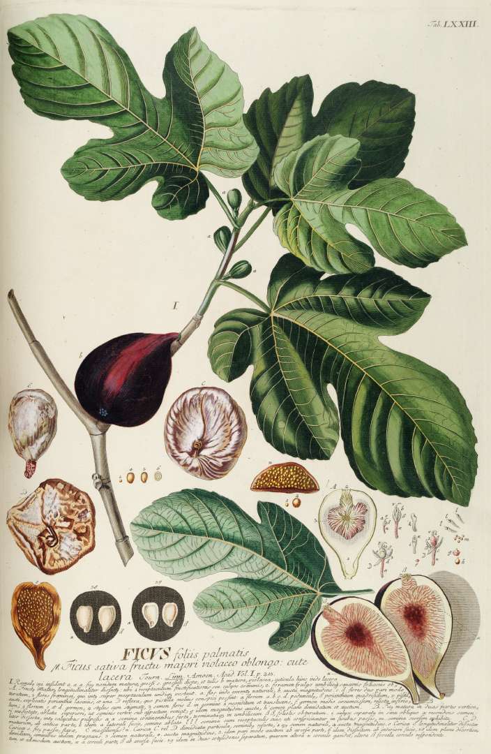 Higuera