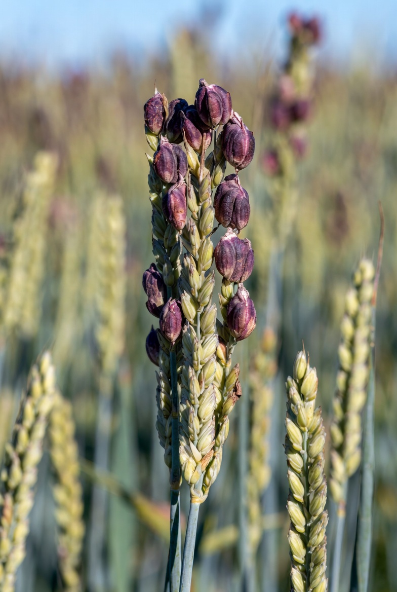 Lavanda