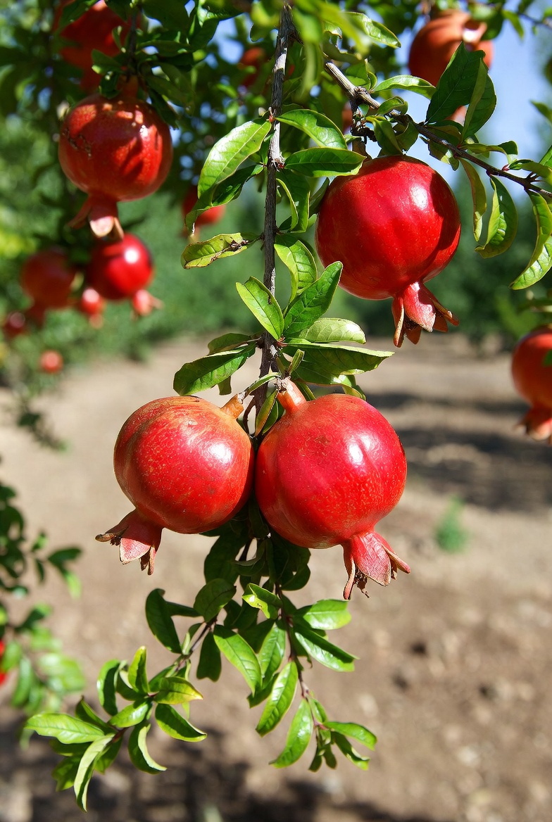 Manzanilla