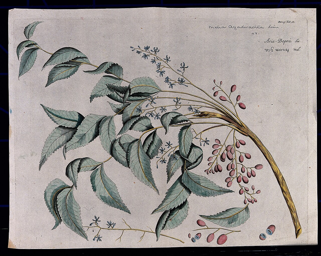 Neem