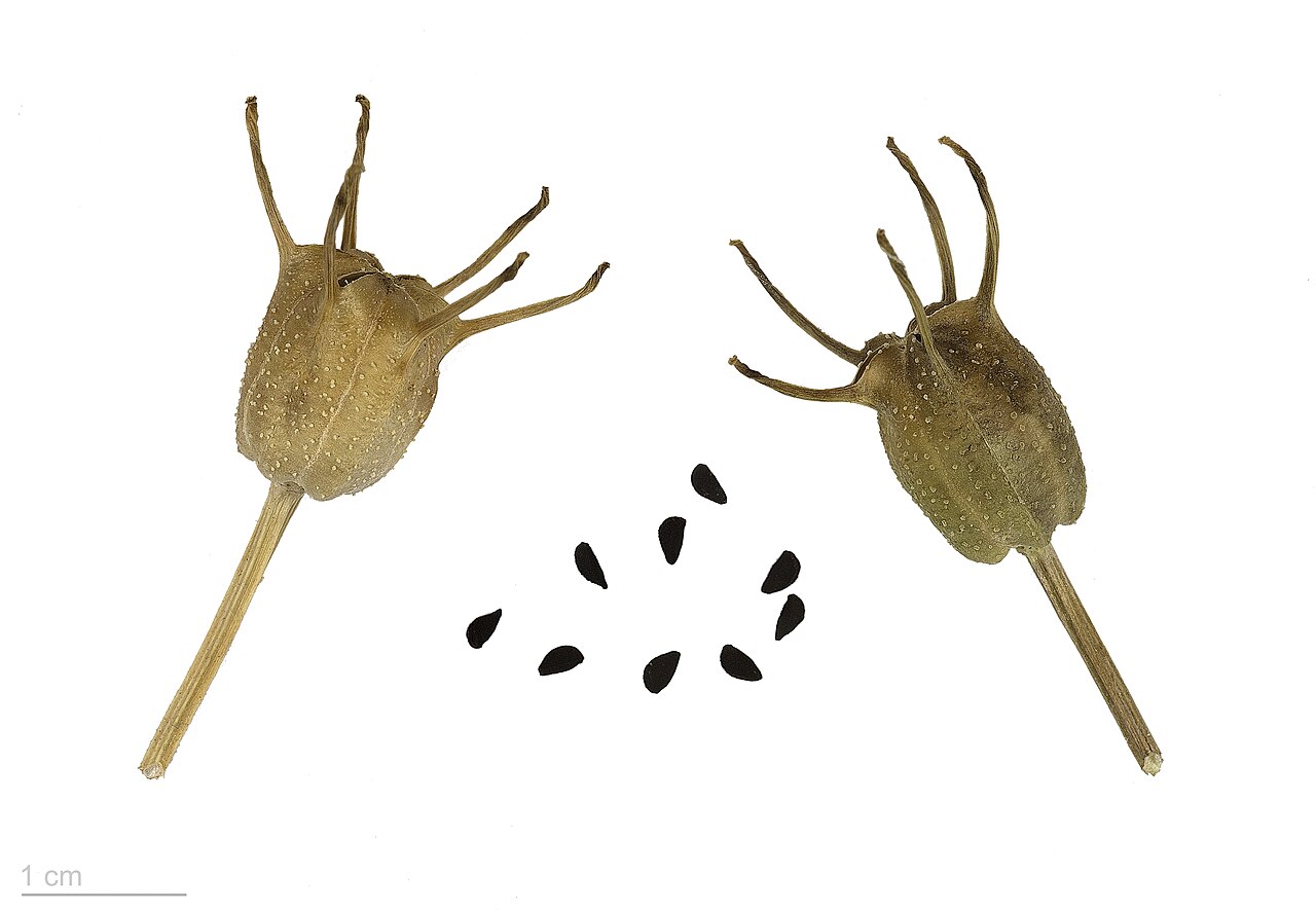 Nigela / Semilla Negra