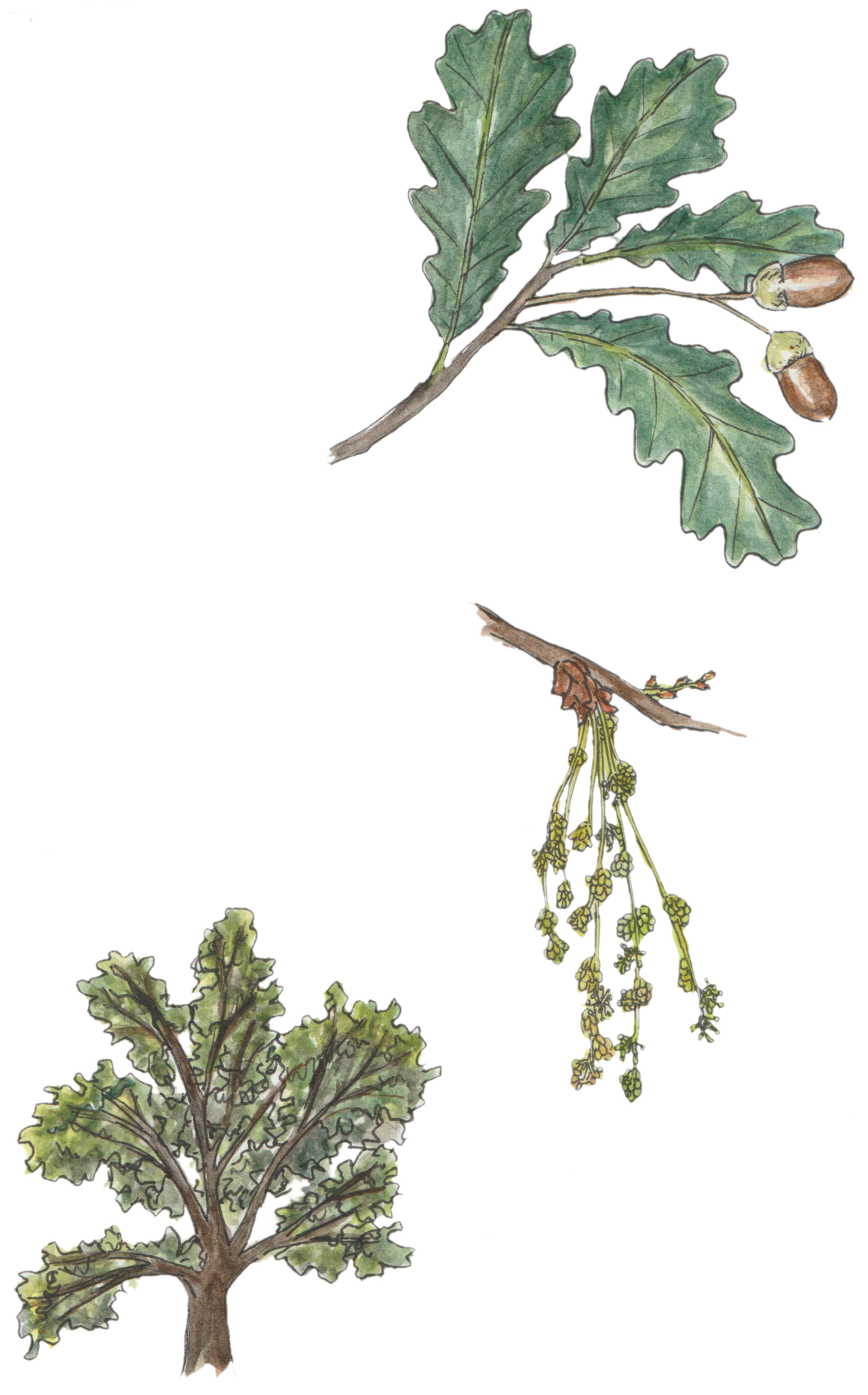 Roble